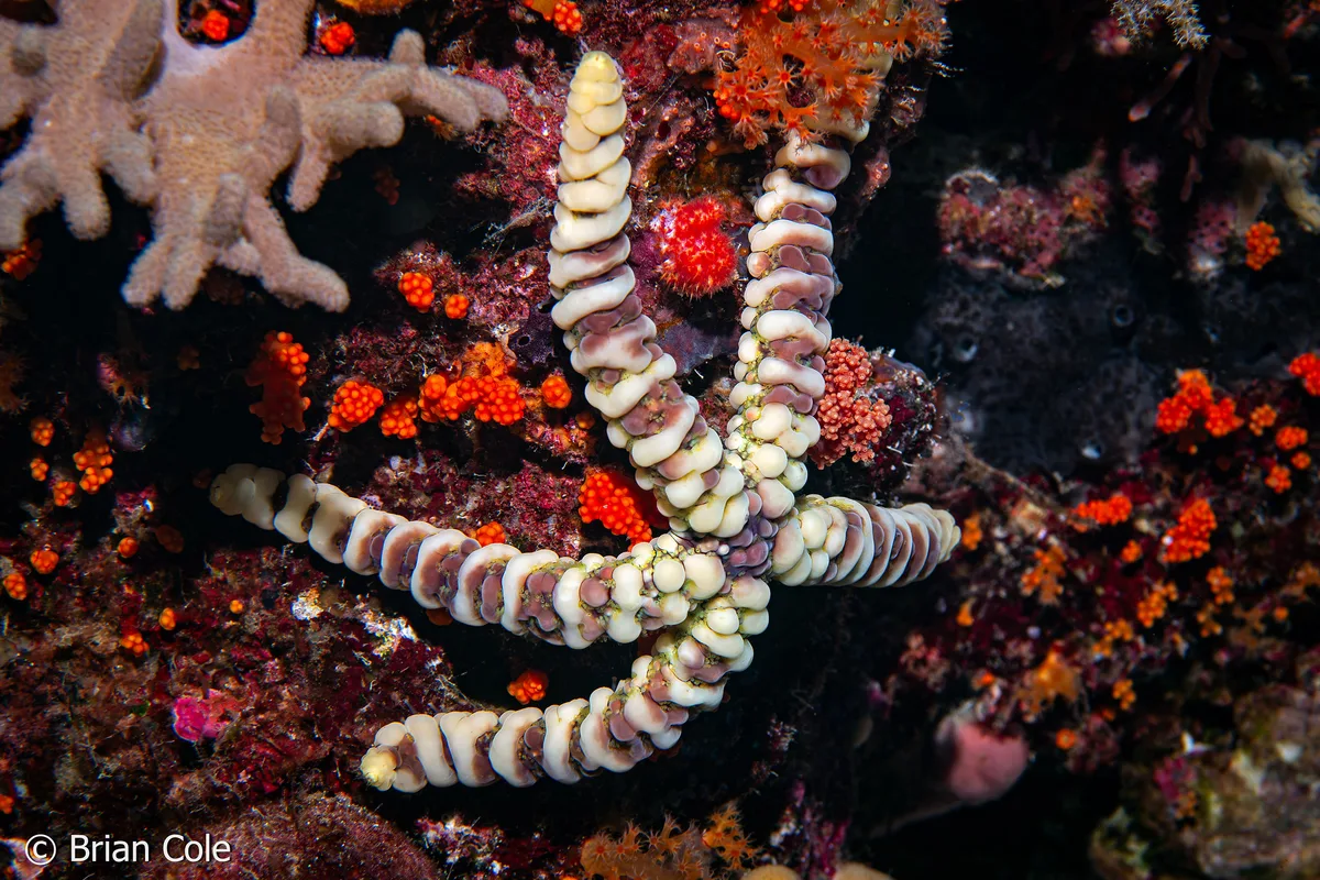Warty Sea Star (Echinaster callosus)