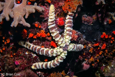 Warty Sea Star (Echinaster callosus)