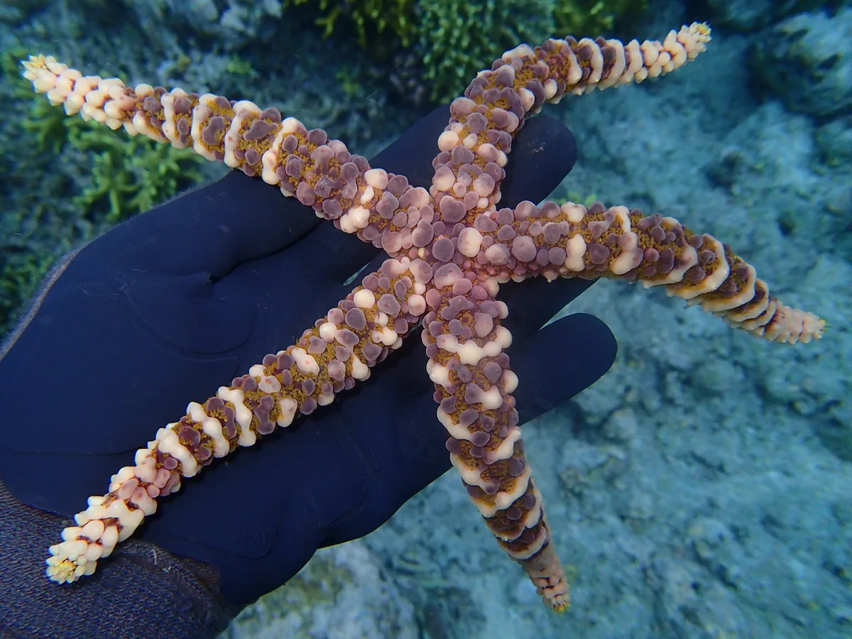 A peculiar seastar, looks as though it is made of pebbles.  Name: warty sea star (echinaster callosus)