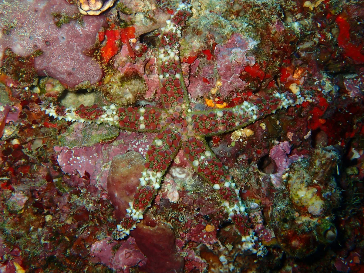 Brilliant camouflage of a pebbled sea star, Friwen wall. (warty sea star, or echinaster callosus)