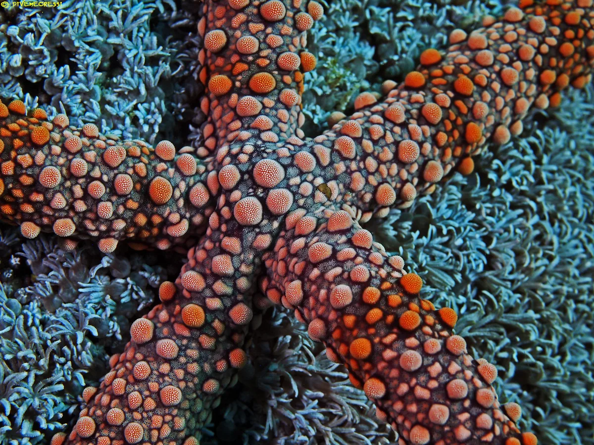 Warty Sea Star - Echinaster callosus