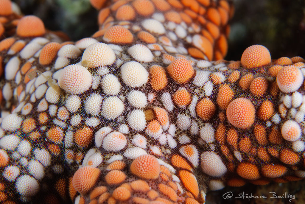 Warty sea star