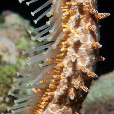 big sea star- Echinaster callosus