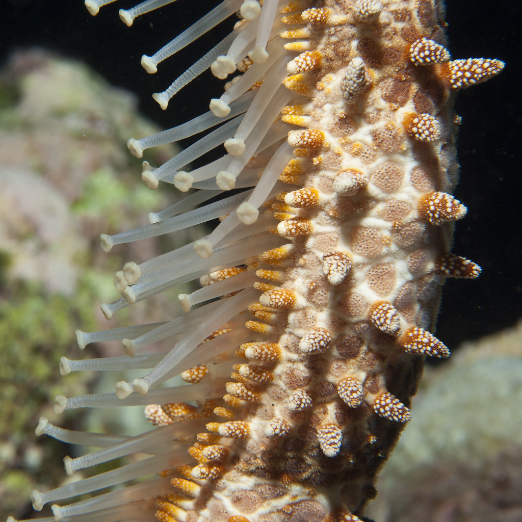 big sea star- Echinaster callosus