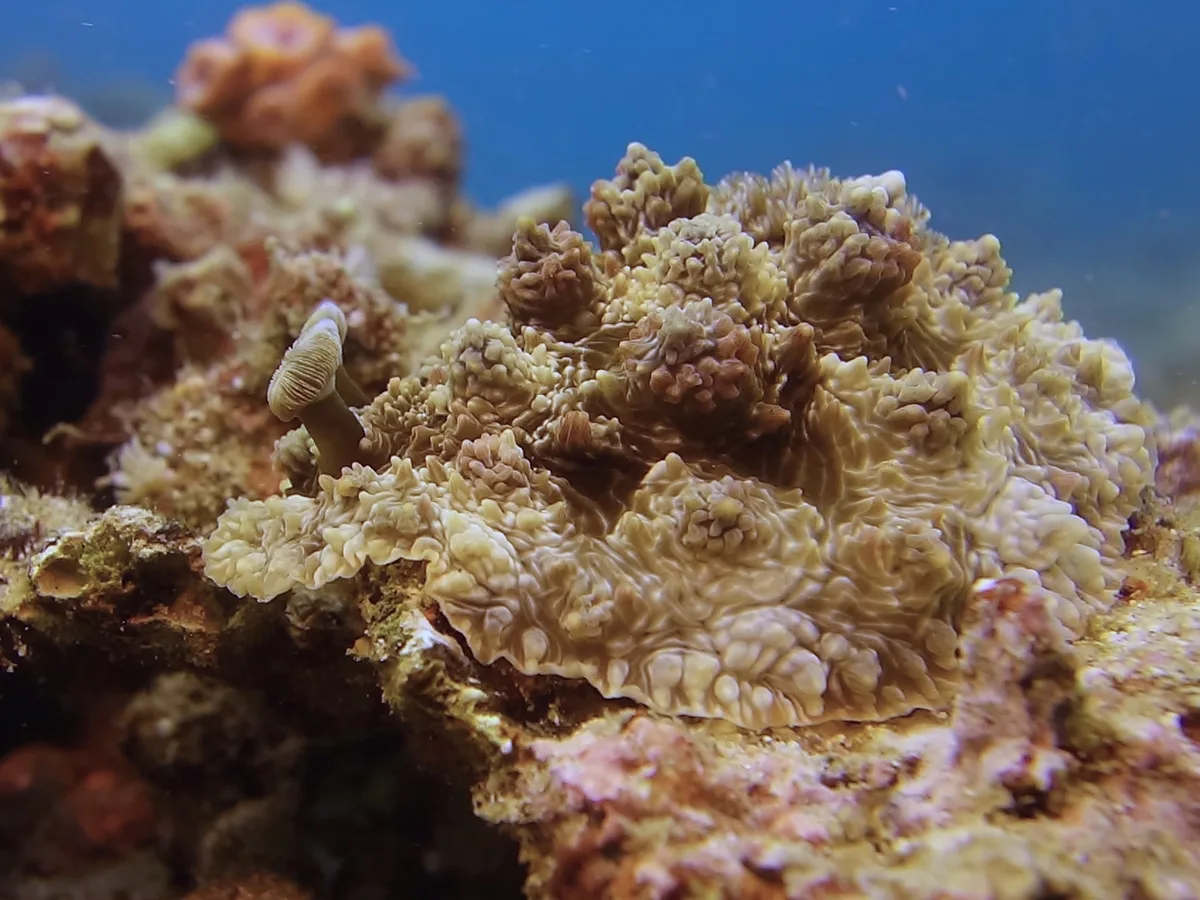 Dendrodoris tuberculosa - Casa Escondida Anilao Resort & Dive Center, Mabini, Batangas, Philippines