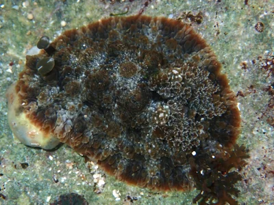 Dendrodoris tuberculosa - Indian Ocean, East Java, ID