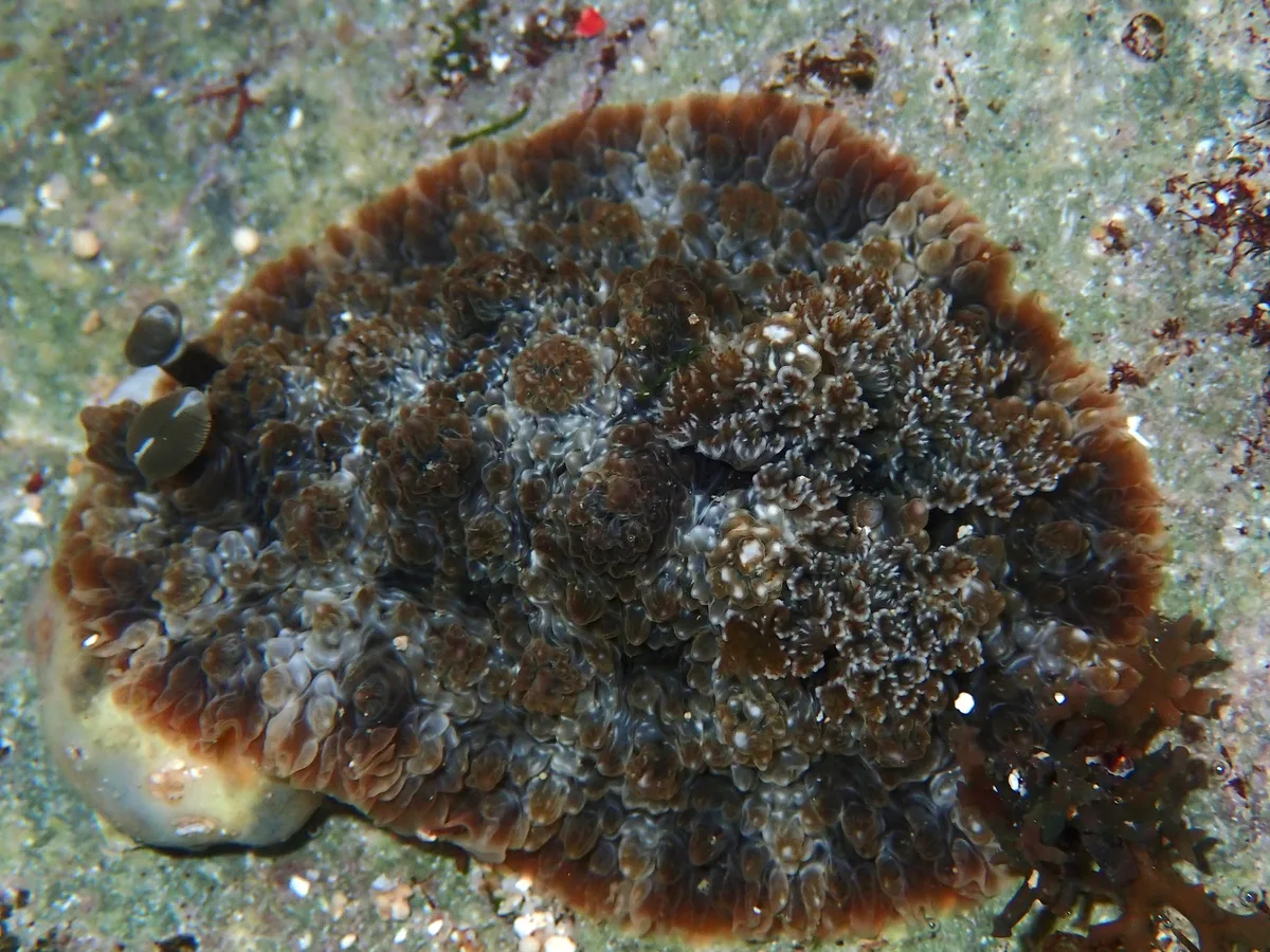Dendrodoris tuberculosa - Indian Ocean, East Java, ID
