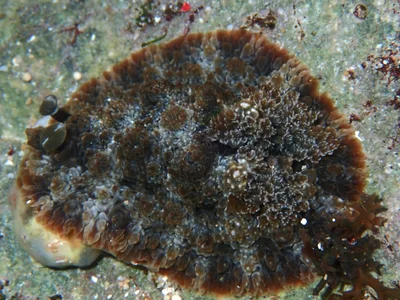 Dendrodoris tuberculosa - Indian Ocean, East Java, ID