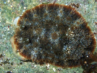 Dendrodoris tuberculosa - Indian Ocean, East Java, ID