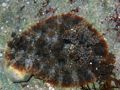 Dendrodoris tuberculosa - Indian Ocean, East Java, ID