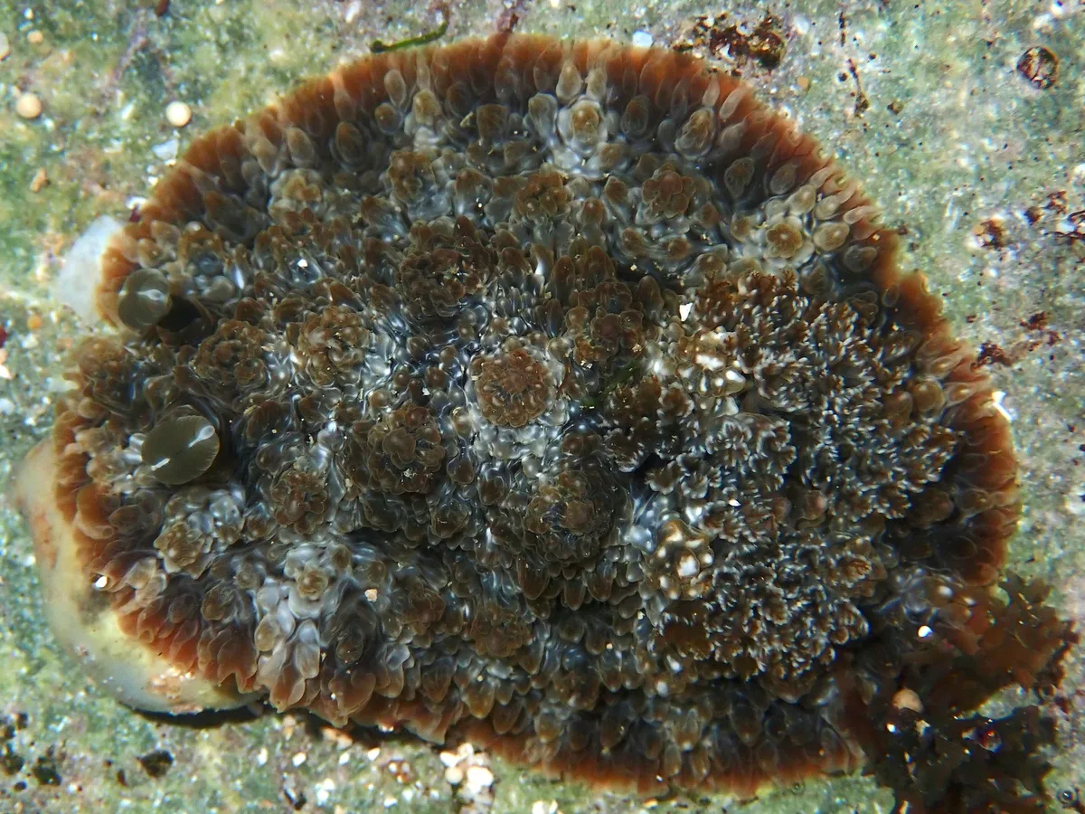 Dendrodoris tuberculosa - Indian Ocean, East Java, ID