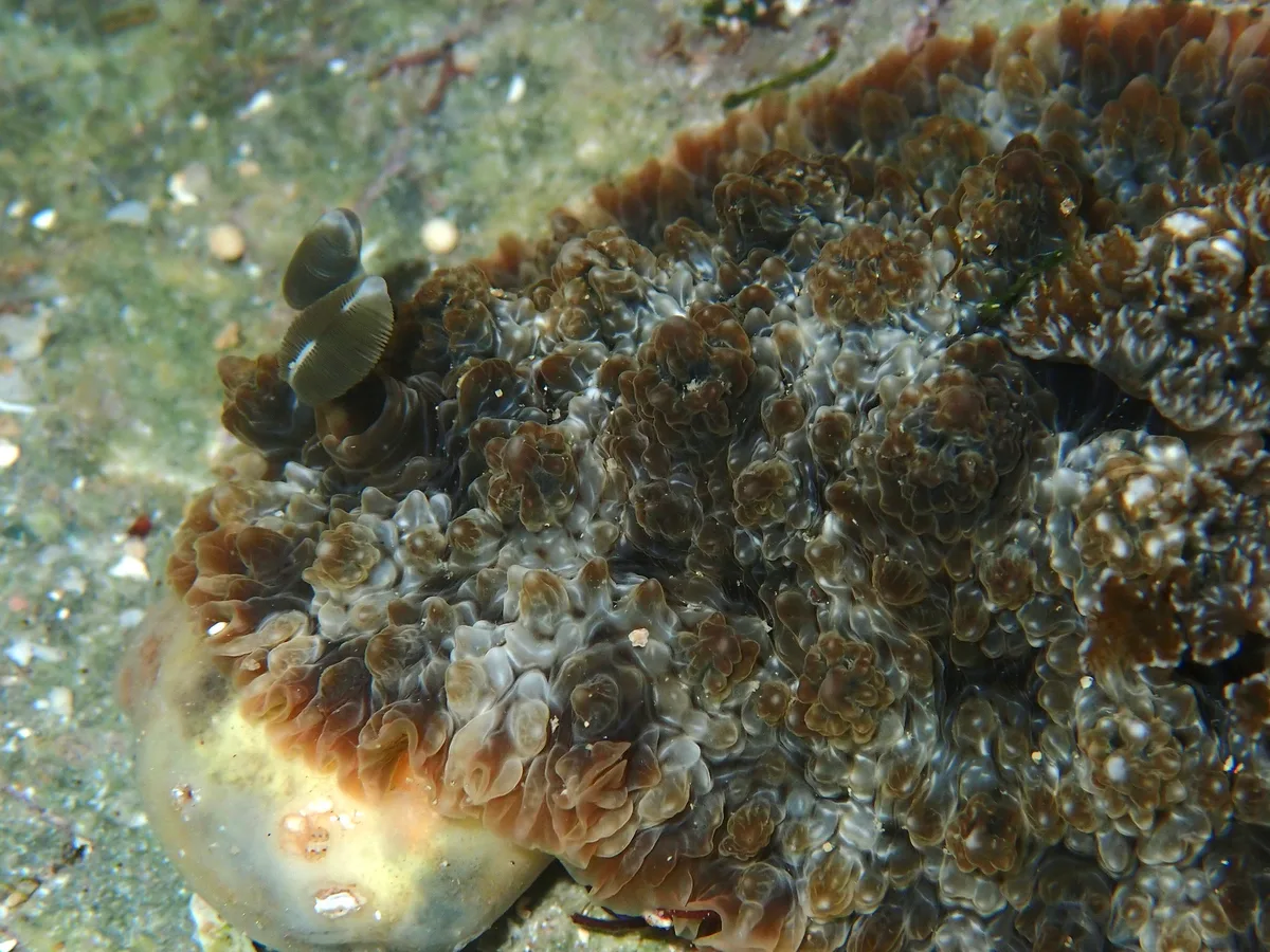 Dendrodoris tuberculosa - Indian Ocean, East Java, ID