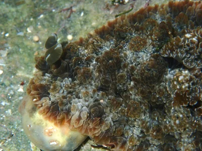 Dendrodoris tuberculosa - Indian Ocean, East Java, ID