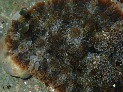 Dendrodoris tuberculosa - Indian Ocean, East Java, ID