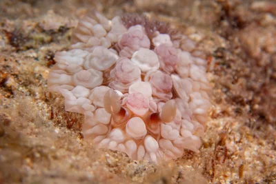 Dendrodoris tuberculosa - Honolulu County, US-HI, US