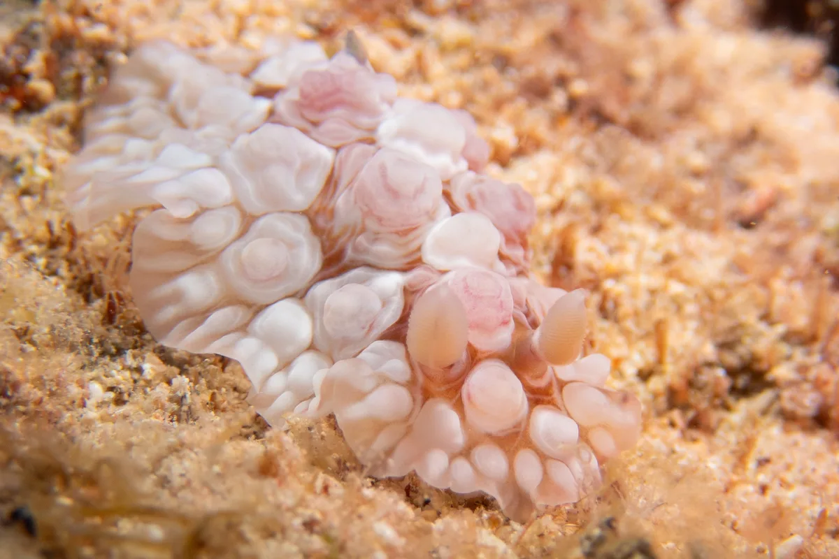 Dendrodoris tuberculosa - Honolulu County, US-HI, US