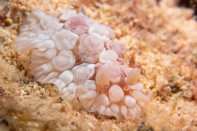 Dendrodoris tuberculosa - Honolulu County, US-HI, US