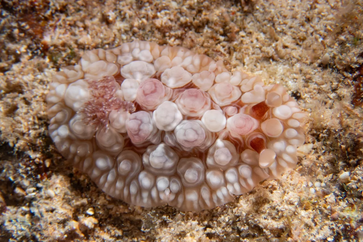 Dendrodoris tuberculosa - Honolulu County, US-HI, US