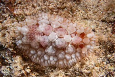 Dendrodoris tuberculosa - Honolulu County, US-HI, US