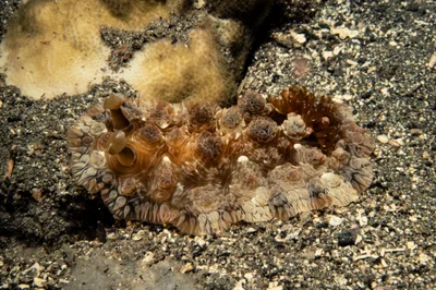 Dendrodoris tuberculosa - Lauadi, Lawadi Milne Bay Province, Papua New Guinea
