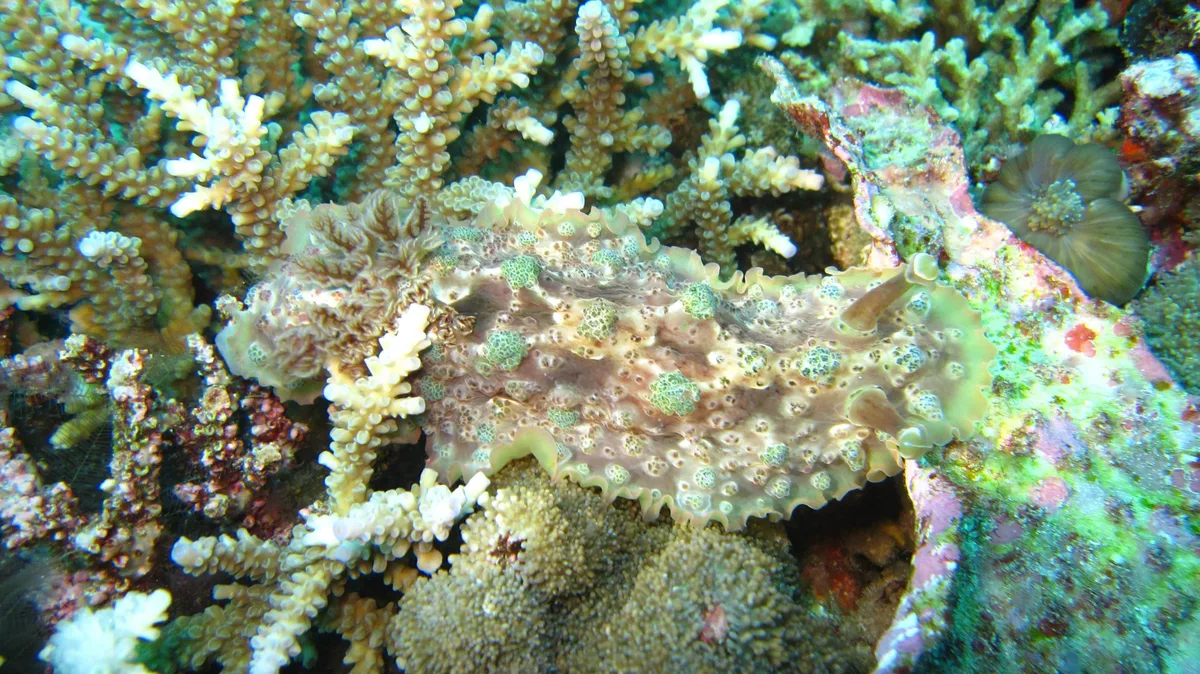 Dendrodoris tuberculosa - Bali, ID