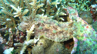 Dendrodoris tuberculosa - Bali, ID