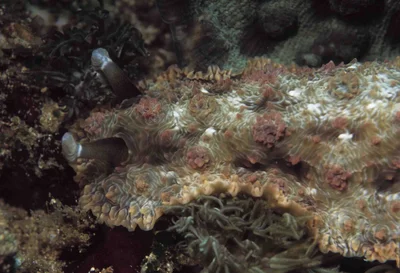 Dendrodoris tuberculosa - West Manggarai Regency, East Nusa Tenggara, Indonesia