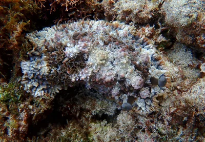 Dendrodoris tuberculosa - Lord Howe Island, AU-NS, AU