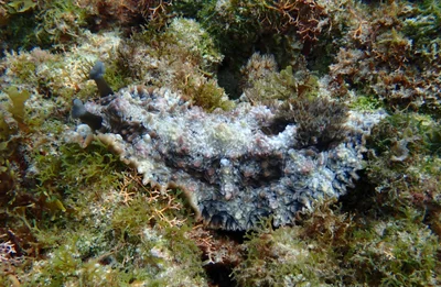Dendrodoris tuberculosa - Lord Howe Island, AU-NS, AU