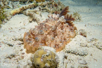 Dendrodoris tuberculosa - Malapascua Island, Daanbantayan, Cebu, Philippines