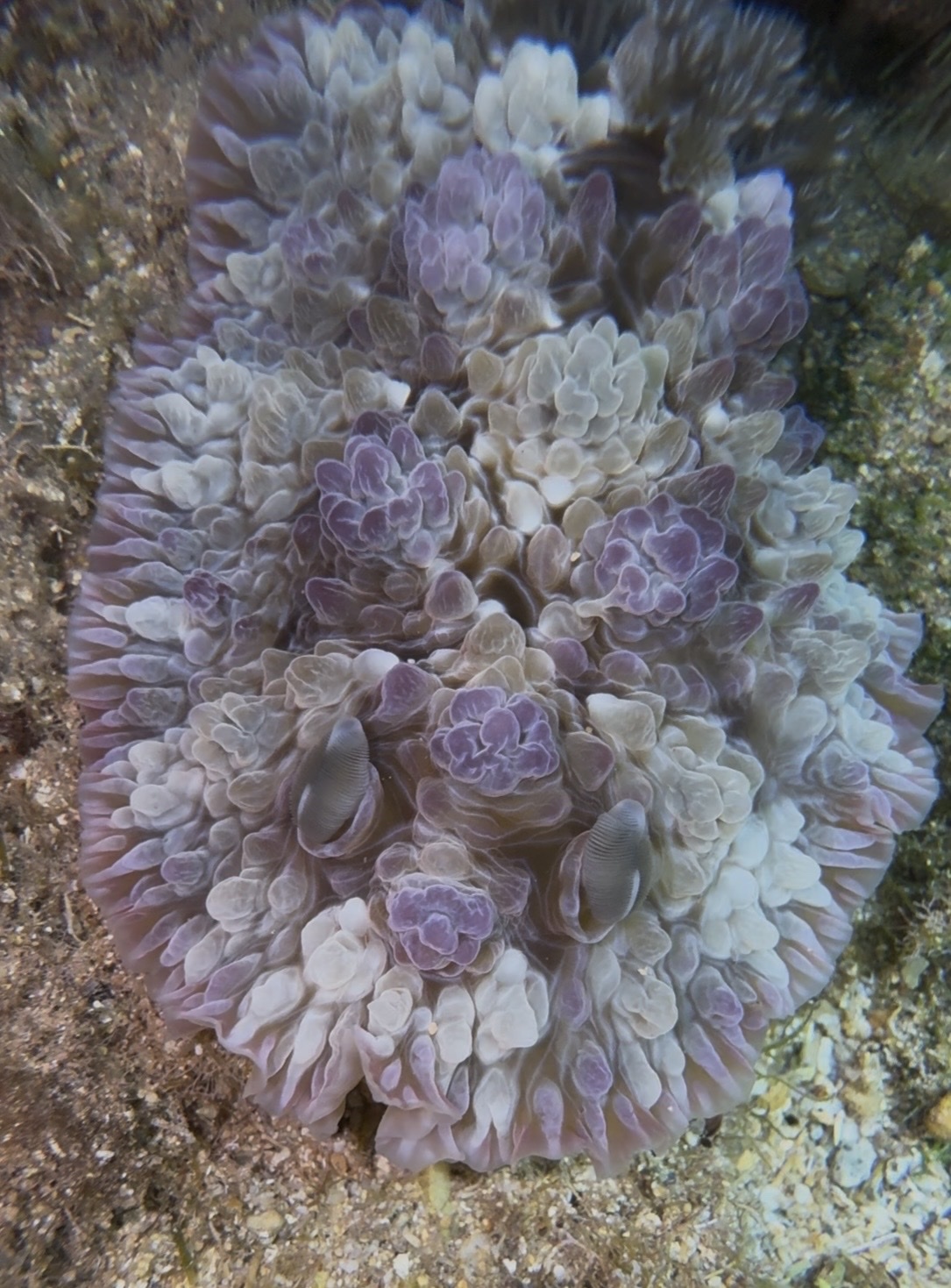 Dendrodoris tuberculosa - Kauai County, US-HI, US