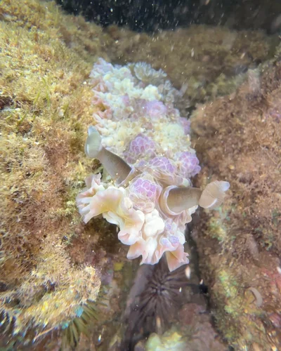 Dendrodoris tuberculosa - Kauai County, US-HI, US