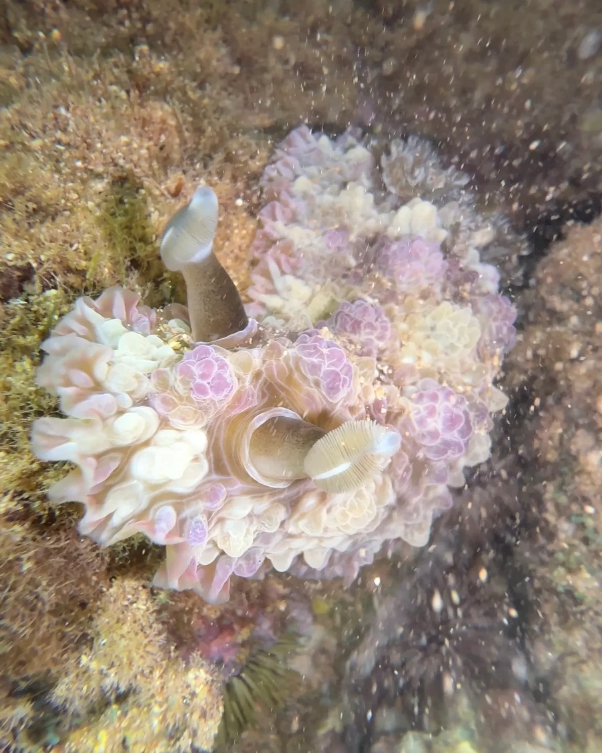 Dendrodoris tuberculosa - Kauai County, US-HI, US