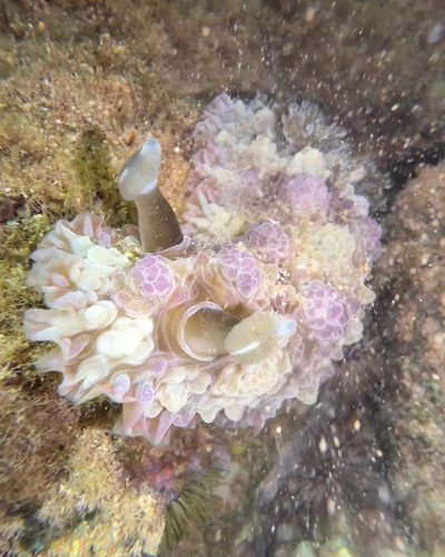 Dendrodoris tuberculosa - Kauai County, US-HI, US