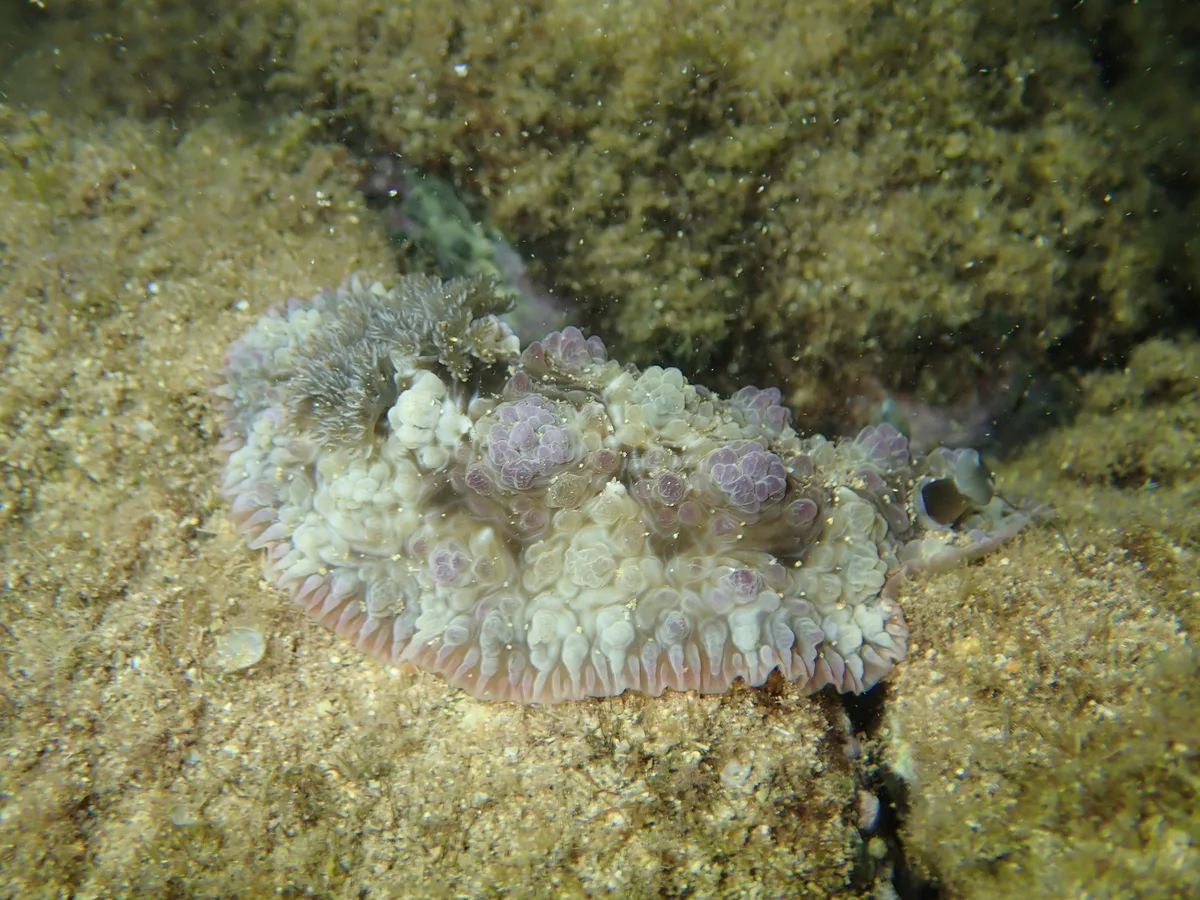 Dendrodoris tuberculosa - Kauai County, US-HI, US