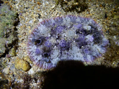 Dendrodoris tuberculosa - Kauai County, HI, USA