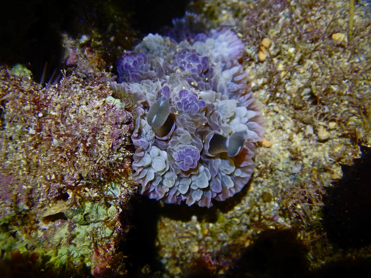Dendrodoris tuberculosa - Kauai County, HI, USA