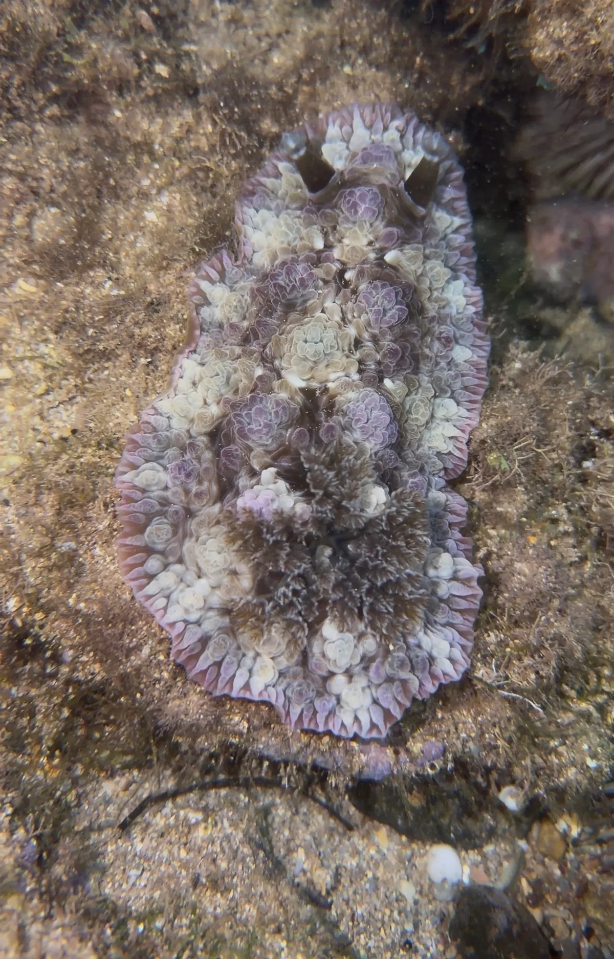 Dendrodoris tuberculosa - Kauaʻi, Kalaheo, HI, US