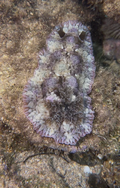 Dendrodoris tuberculosa - Kauaʻi, Kalaheo, HI, US