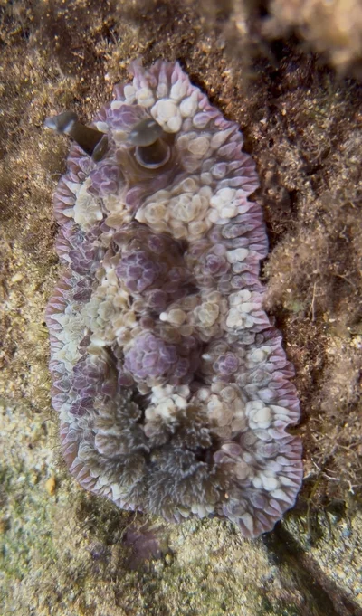 Dendrodoris tuberculosa - Kauaʻi, Kalaheo, HI, US