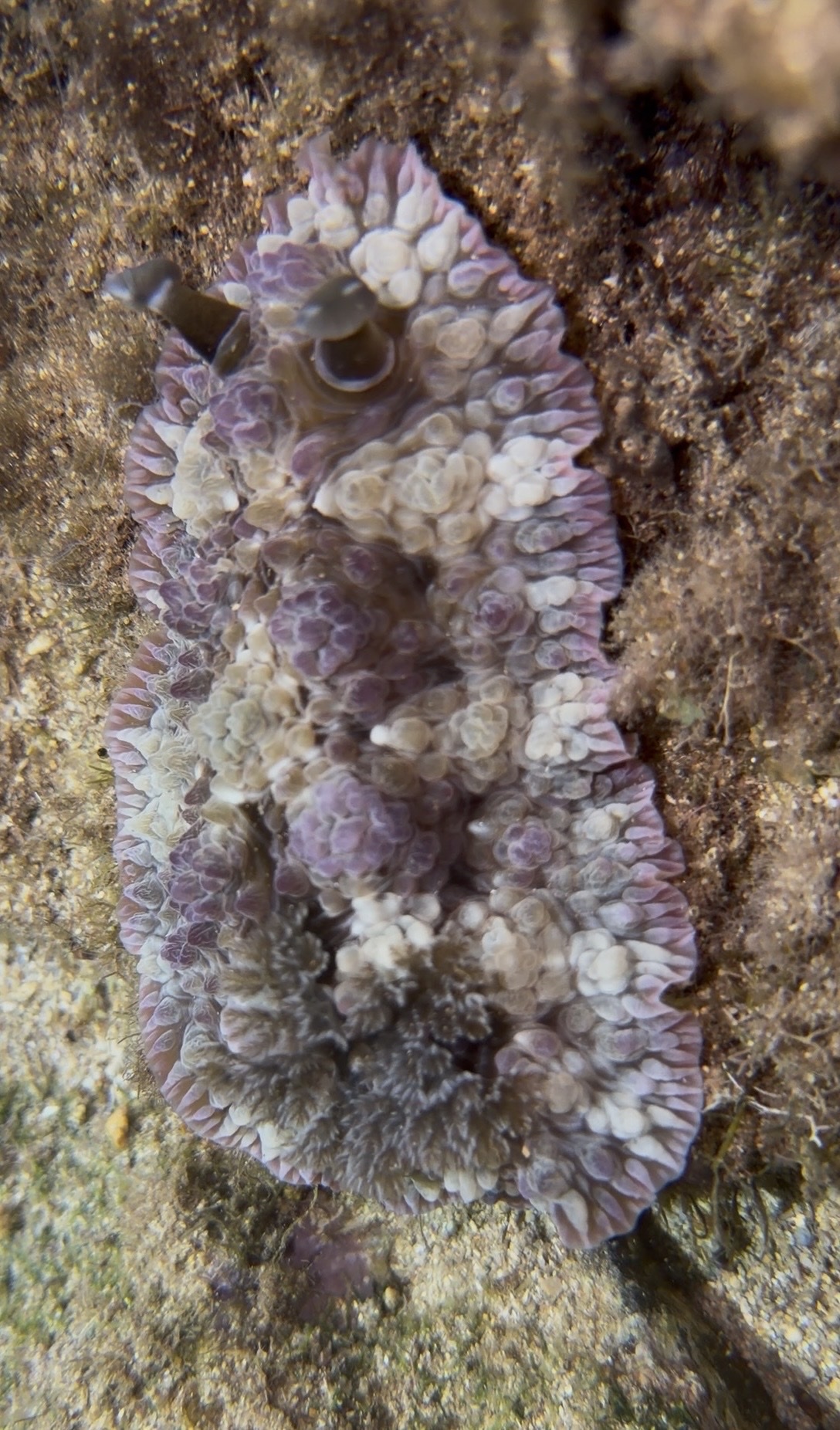 Dendrodoris tuberculosa - Kauaʻi, Kalaheo, HI, US