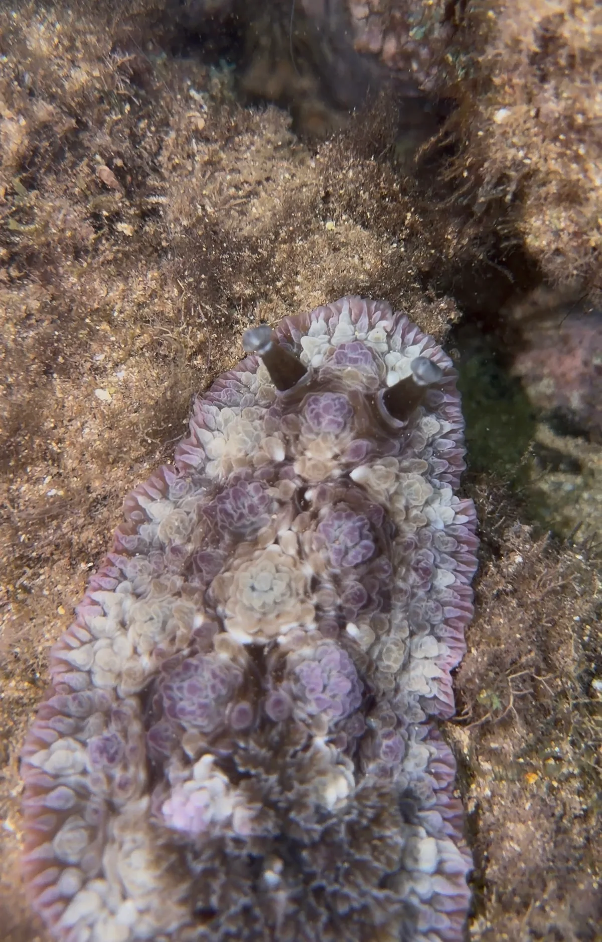 Dendrodoris tuberculosa - Kauaʻi, Kalaheo, HI, US