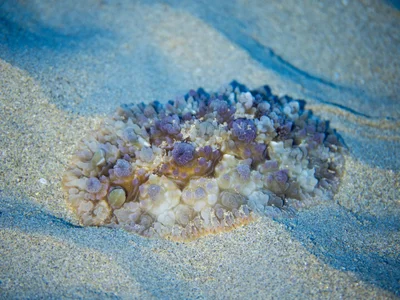 Dendrodoris tuberculosa - Hawaii, US