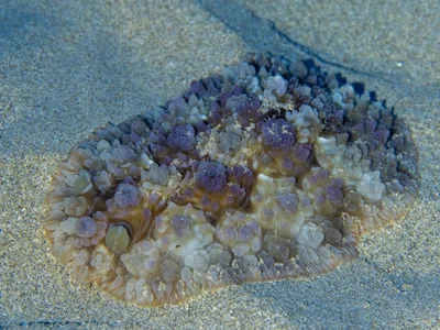Dendrodoris tuberculosa - Hawaii, US