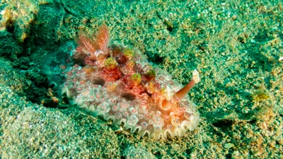 Dendrodoris tuberculosa - Masaplod Sur, Dauin, Negros Oriental, Philippines