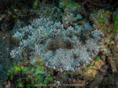 Dendrodoris tuberculosa - Philippines
