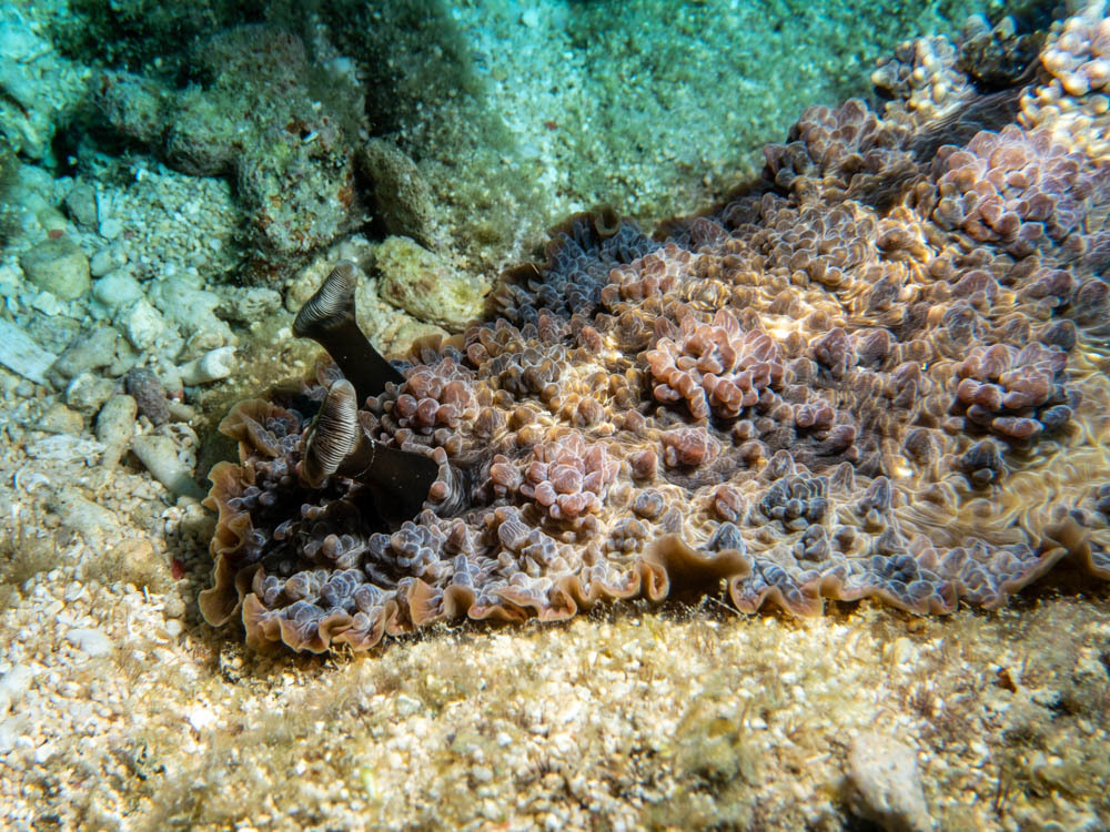 Dendrodoris tuberculosa - Holbourne Is., QLD, Australia