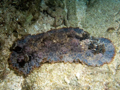 Dendrodoris tuberculosa - Holbourne Is., QLD, Australia