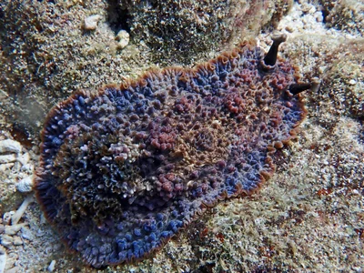 Dendrodoris tuberculosa - Holbourne Island, Bowen, QLD, Australia