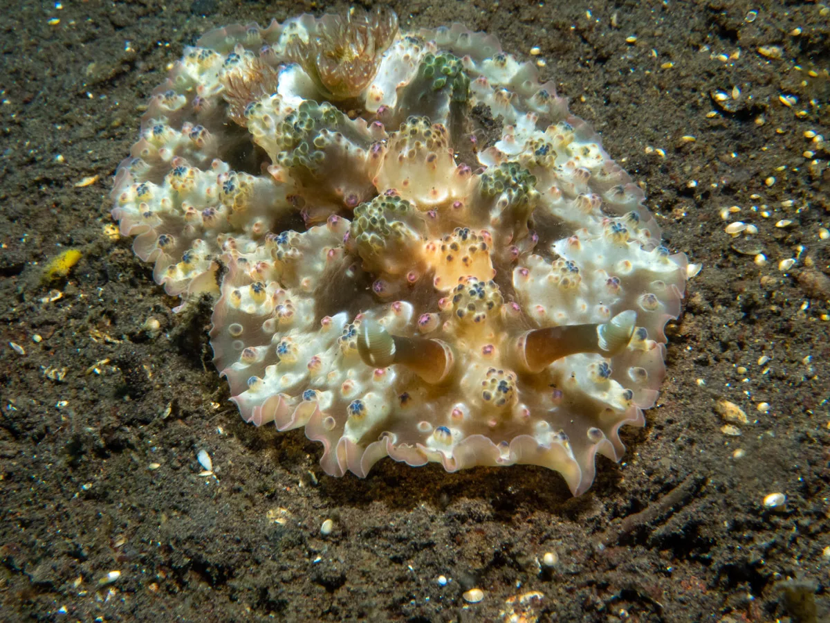 Dendrodoris tuberculosa - Tianyar, Kubu, Karangasem Regency, Bali, Indonesia